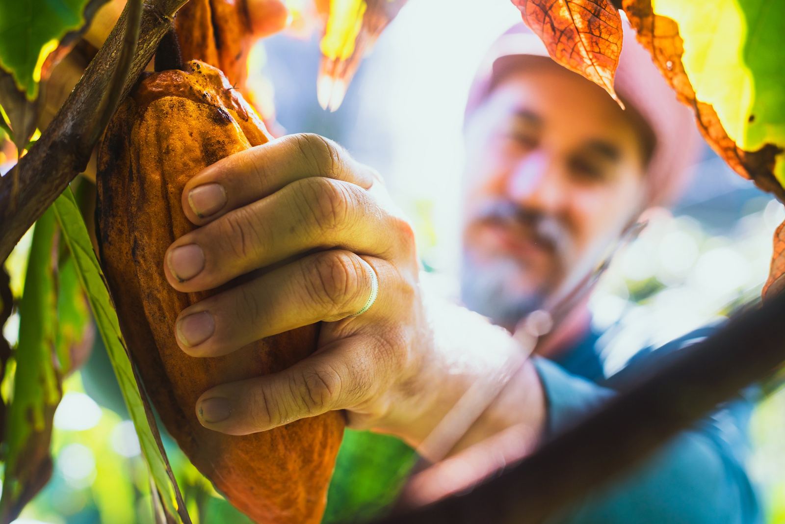 A farmer opening a cacao pod with a knife