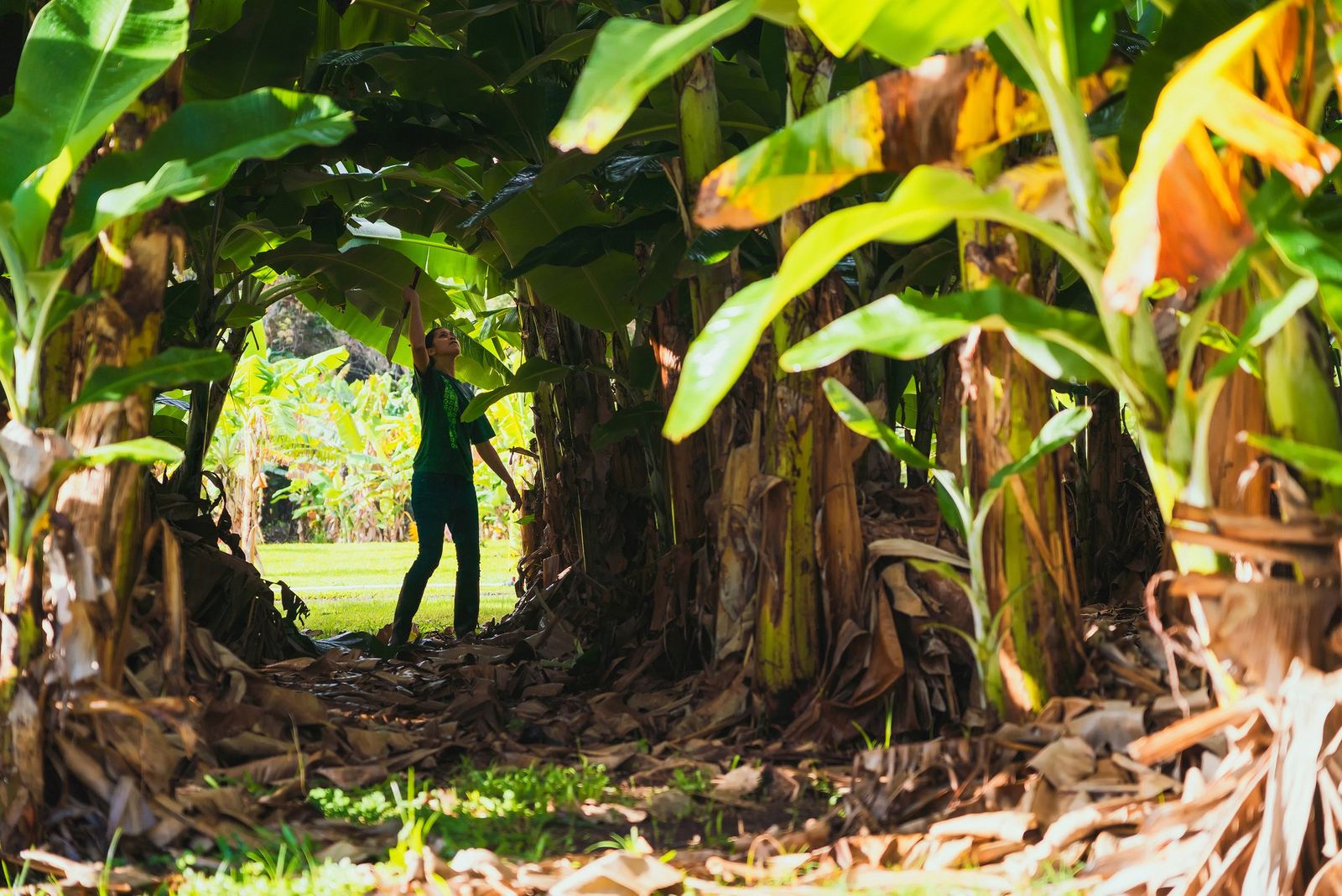 Looking up through a banana grove at Kualoa