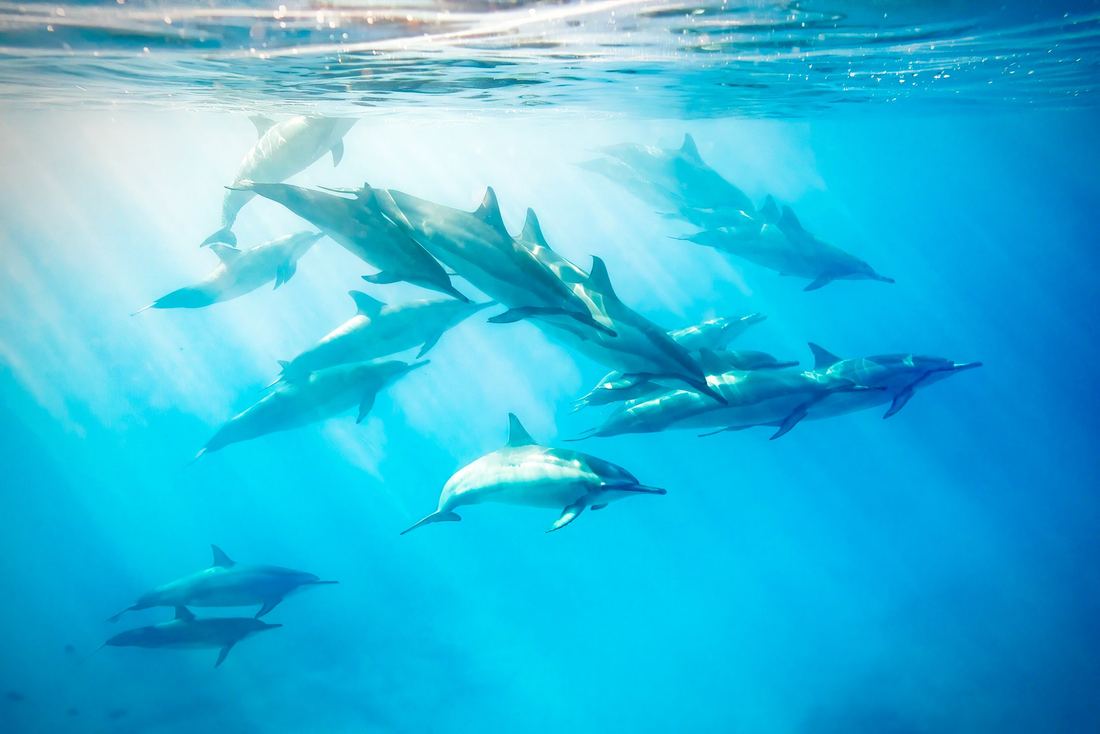 A pod of spinner dolphins underwater