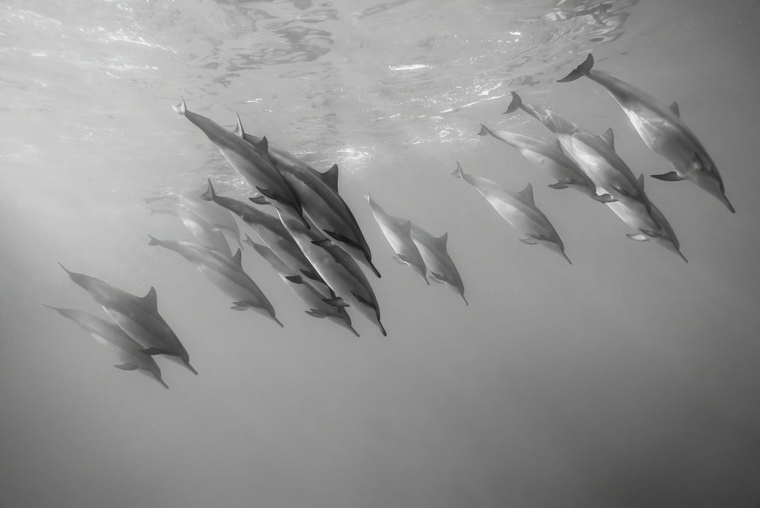 Dolphins swimming in formation, in black and white